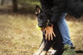 German Shepherd puppy dog Ã¢â¬â¹Ã¢â¬â¹ for a walk with his owner Royalty Free Stock Photo